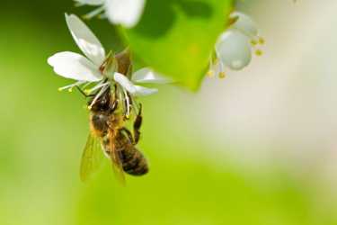 新烟素在一个停车场杀死50,000只蜜蜂