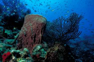 新的十亿美元市场 - 珊瑚礁保护betway必威官网平台