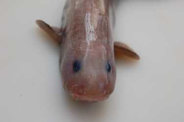 新物种!与另一个深海发现粘鱼类物种数量上升