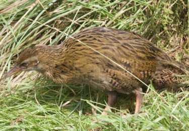 新西兰的禽兽历史为我们提供了灭绝预测因素