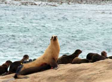 海狮潜水避免了氮吸收