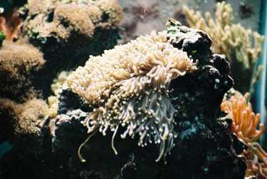 海洋酸化威胁对珊瑚繁殖