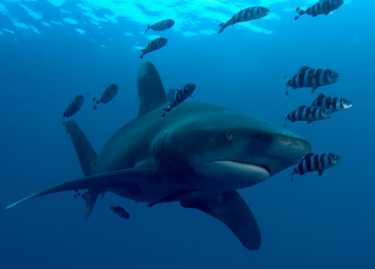 大西洋鲨鱼深陷困境