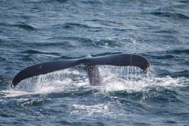 石油和天然气平台威胁濒危鲸鱼