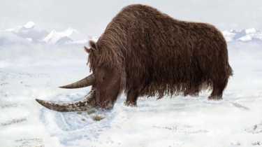 最老的长毛犀牛从冰冻的荒野中出来