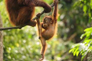 苏门答腊岛的猩猩再次受到威胁