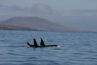 orcas'Hebridean Overture
