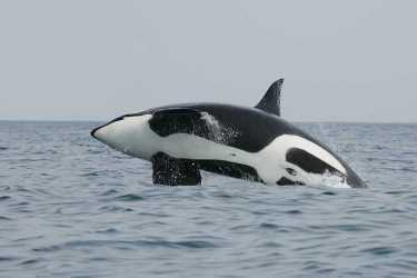 orcas的兴趣领导作用与演变相连，即使在人类中