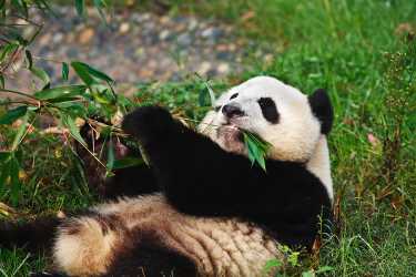 熊猫是最环保生物燃料的关键吗?