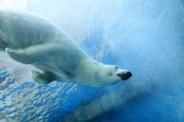北极熊未来 - 我们可以保存什么？