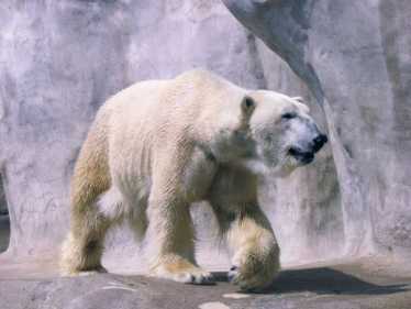 环保主义者认为圣所无法保护北极熊