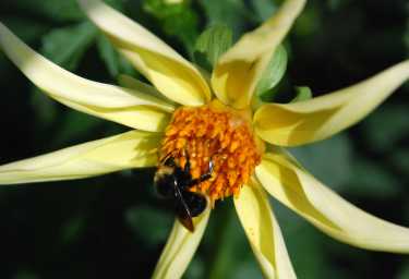 病毒感染在本地传粉者给蜜蜂带来灾难