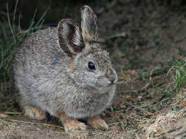兔子，兔子，兔子 - 诺哈拉省。