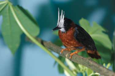 雨林鸟反弹，亚马逊的部分地区
