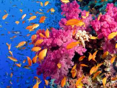 珊瑚礁毁灭是生态的