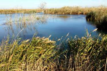 恢复的湿地可能需要一个世纪来重新生成