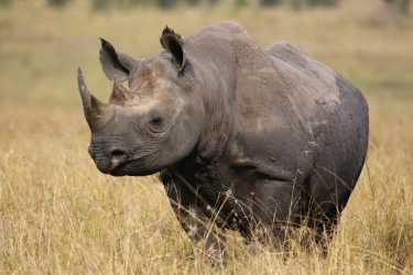 非洲犀牛偷猎危机“几十年来最严重”