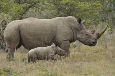 罗诺偷猎在南非的增加