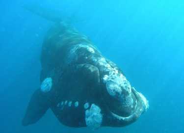 新的人口模型露脊鲸的数量在新西兰。