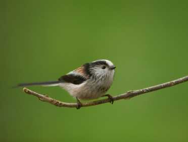皇家鸟类保护协会的大花园鸟类观察显示，今年是小鸟的好年景