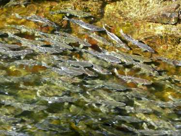 鲑鱼养殖野生种群面临风险