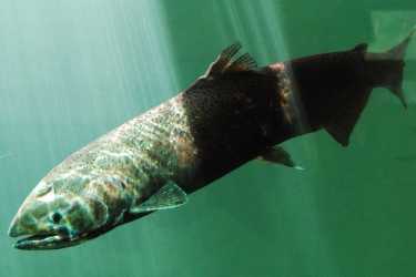 从养殖的三文鱼的海虱在不列颠哥伦比亚省的野生三文鱼