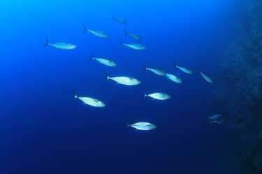 卫星跟踪和数据来帮助保护蓝鳍金枪鱼——纠正
