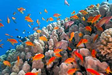 Let's save the corals
