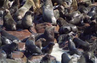 纳米比亚的海豹淘汰