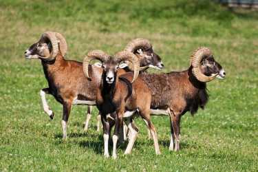 羊被驯化之前在中东地区。