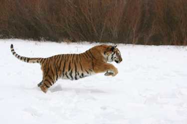 令人担忧的是濒临威胁的西伯利亚语老虎