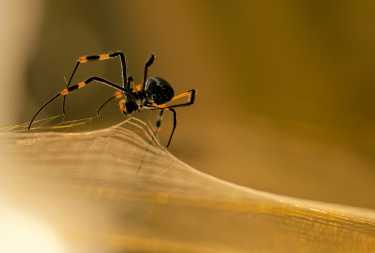 蜘蛛'repell-ant'