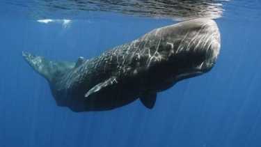 鲸鱼文化在加拉巴斯统治。