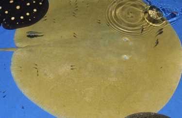 两个新种类的淡水黄貂鱼发现在亚马逊