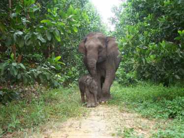 苏门答腊大象灭绝在地平线上赫然耸现