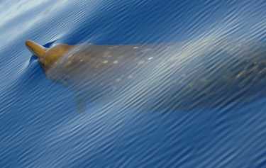 对深海喙鲸的调查有助于评估声纳风险