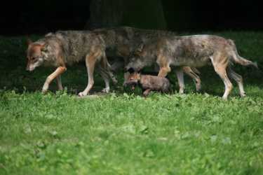 瑞典政府捍卫狼狩猎