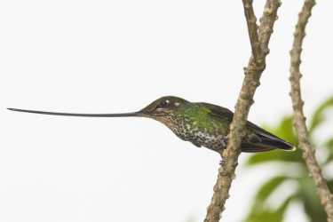 鸟类和激情，生物多样性的厄瓜多尔规则