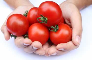 报告证实，西红柿对健康有益——即使是必威国际必威官网披萨