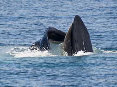 追捕鲸鱼拯救鲸鱼 - 鲸鱼配额系统？