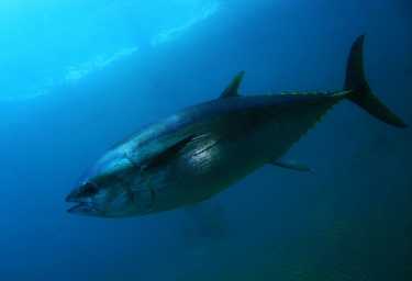 金枪鱼需要保护 - betway必威官网平台渔业委员会是什么？
