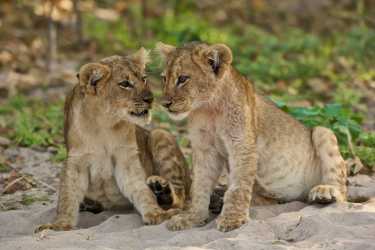 在索马里挽救了两只罕见的狮子幼崽
