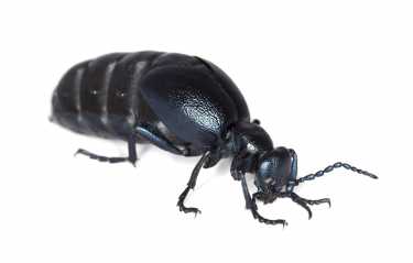英国的Buglife邀请全国来一场石油甲虫狩猎!