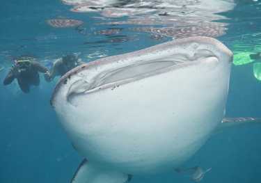 鲸鲨能调节体温