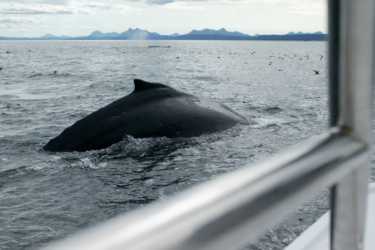 捕鲸船队禁止加油争取鲸鱼升温