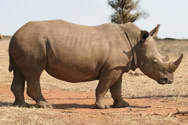 世界自然基金会抨击了CITES的闭门象牙谈判