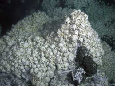 雪人蟹殖民的深海