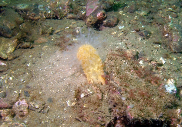 软珊瑚，死人的手指再生在软海床上。