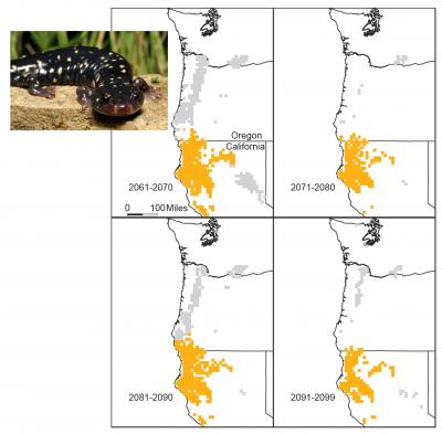 所研究的斑点黑蝾螈可以将其当前范围（橙色）扩展到新领域（灰色）。然而，气候变化将把新的领域放在蝾螈的范围之外