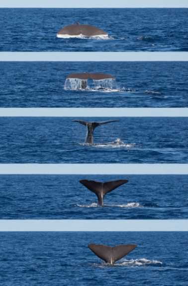 潜水鲸鱼鲸鱼鲸鲸（Physeers macrocephalus）